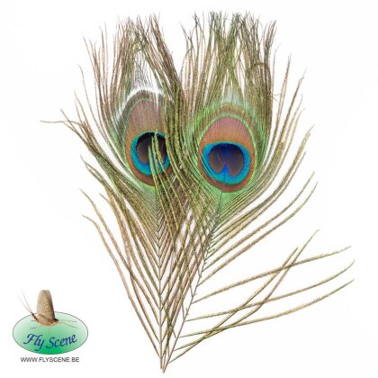 Fly Scence Peackock Eyes 2