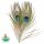 Fly Scence Peackock Eyes 2