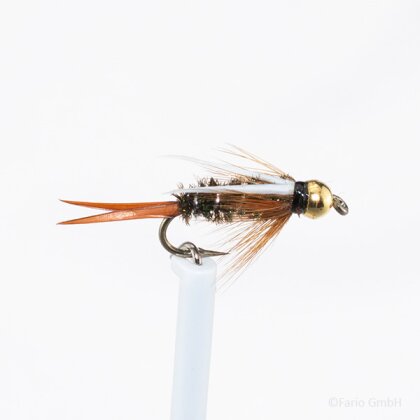 Prince Goldkopfnymphe Gr. 18