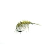 Freshwater Shrimp B/L 14
